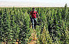 California State Assemblyman Tom Ammiano Wants to Legalize Marijuana