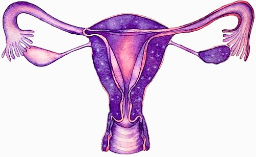 Ovulation Ovulation