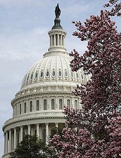 Pictures of Cherry Blossoms Blooming in Washington DC