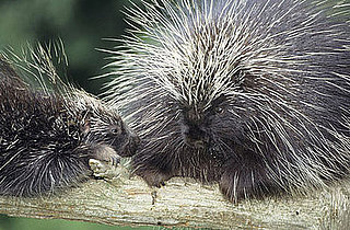 Different Types of Bristles on Hairbrushes