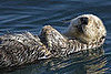 You Otter Talk to Your Salon About This