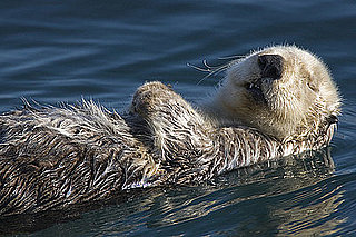 You Otter Talk to Your Salon About This