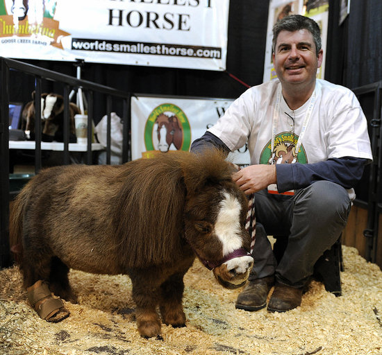 The World's Smallest Horse The World's Smallest Horse