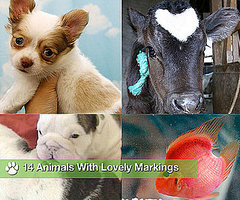 Be Still My Heart: 14 Animals With Lovely Markings