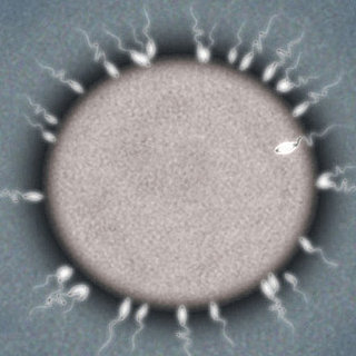 How Fertile Is Your Fertility Knowledge?