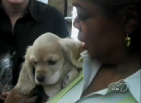 Oprah's New Pup, Sadie Oprah's New Pup, Sadie