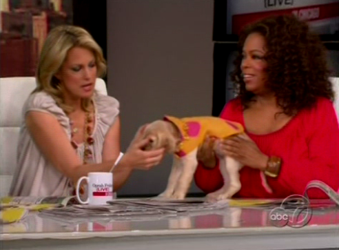 Oprah's New Pup, Sadie Oprah's New Pup, Sadie