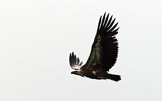 Creature Features: What Do You Know About Buzzards?