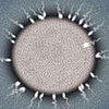 Ovulation 101: How It Works and How to Track It