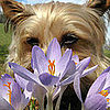 6 Ways to Enjoy Flowers (Safely) With Your Furry Friend 