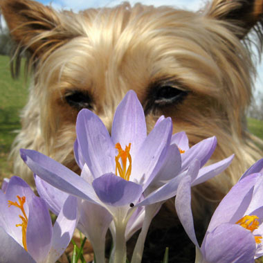 6 Ways to Enjoy Flowers (Safely) With Your Furry Friend 