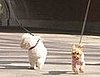 Cute Alert! Harry and Sallie Sue Say I Do