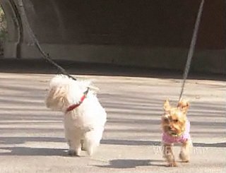 Cute Alert! Harry and Sallie Sue Say I Do