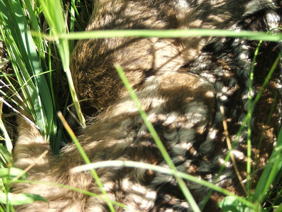 Little Fawn in the grass