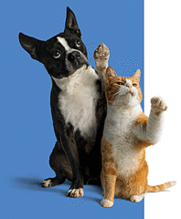 Win a Fabulous Prize For Your Pet!