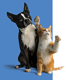 Win a Fabulous Prize For Your Pet!