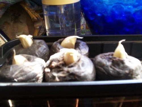 my sprouts