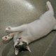 Mimithekitten