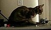 Cute Alert: DJ Kitty Spins Some Sick Tunes