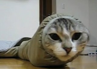 Worm Cat