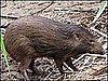 Pygmy Pigs Thriving in Wild