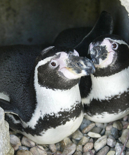 Cute Alert: German Penguins Make Case For Gay Adoption 