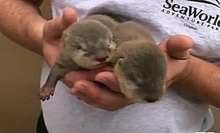 Grab Bag: OMG It's Baby Otters