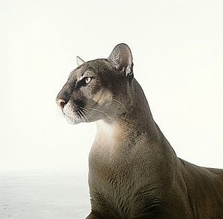 Do You Find the Cougar Concept Offensive?