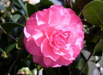 Name This Flower