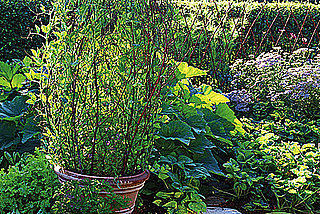 Casa Quickie:  Garden Support