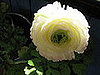 Name This Flower