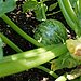 Try Easy Vegetables For Your First Garden