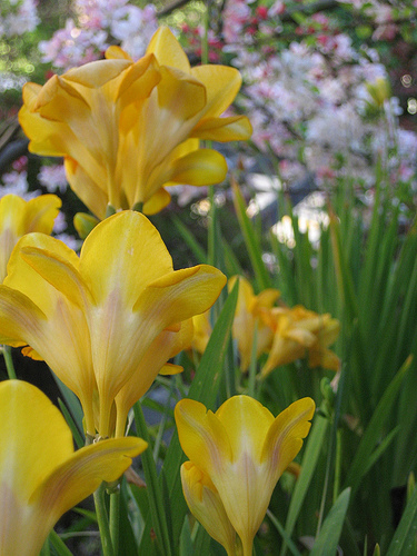 Name This Flower