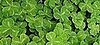 Have You Ever Bought Shamrocks For Your Home?