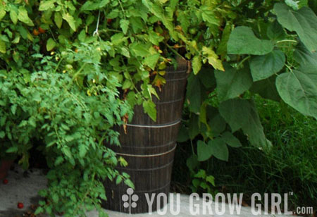 You Can Grow in Containers You Can Grow in Containers