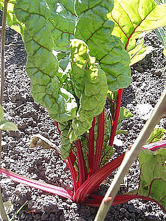 Name This Plant