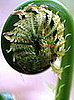 Name This Spring Plant