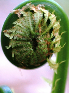 Name This Spring Plant