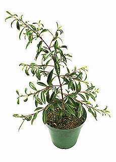 How to Keep Your Indoor Plants at the Right Temperature