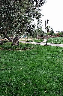 Eco-Lawn From Wildflower Farms Provides Beautiful, Drought-Resistant Lawns