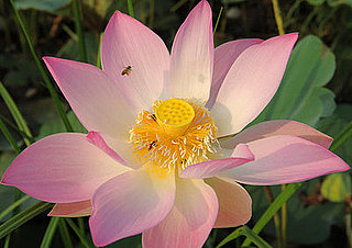 How-To: Save the Honeybees