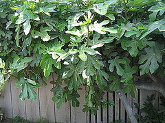 Name This Tree Name This Tree