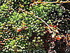 Name These Plants