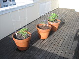 the tomato plants are making a strong start