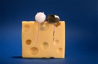 Do Tell: What's Your Irrational Fear?