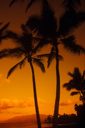 Do Tell: Where Did you go On your Honeymoon?