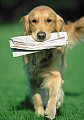 Do Tell: If you Could Teach your Pet One Thing