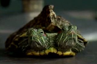 Two-Headed Turtle Has Lady Troubles