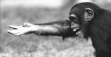 Talk to the Hand: Language might have evolved from gestures