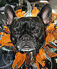 To the Rescue: Halloween Costumes and Your Pet